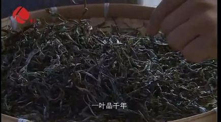 今天！最牛普洱茶縣縣長獲全縣人民點贊！他這樣推介家鄉普洱茶！勐海人轉起來！